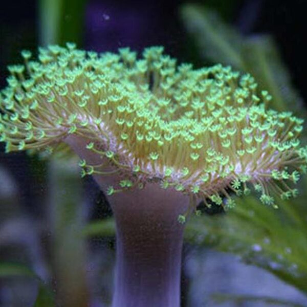 Green Polyp Toadstool Leathers