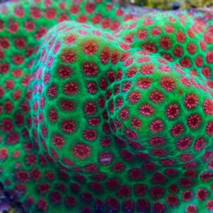 The Grinch Porites are fantastic, encrusting SPS corals.