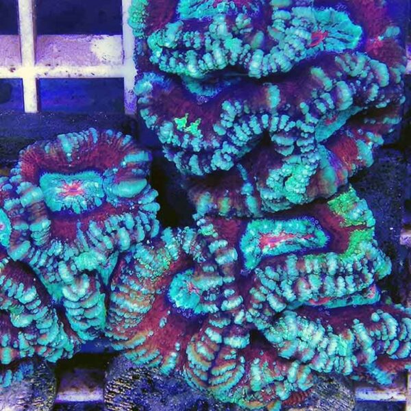 Red Green Symphyllia is an amazingly patterned and vibrant brain coral.