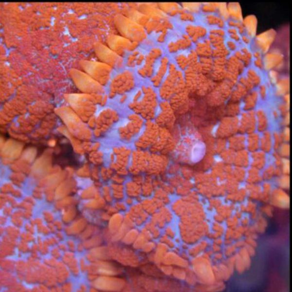 Superman Rhodactis Mushrooms are gorgeous corals with vivid colours and unusual shapes
