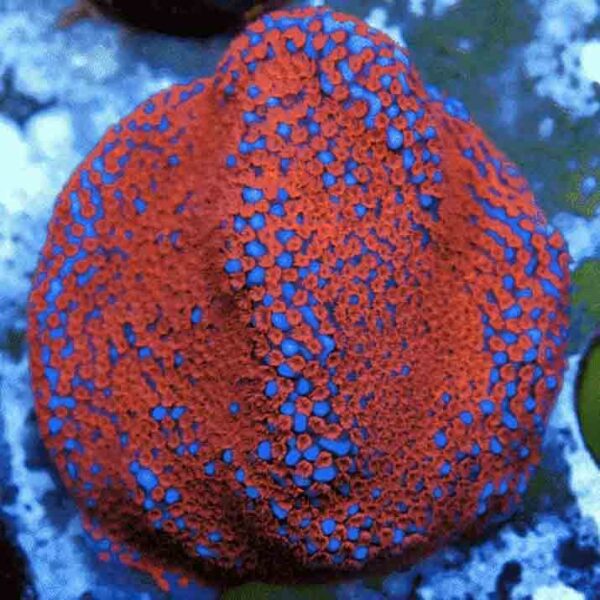 Superman Montipora is a beautiful blue and red encrusting coral.