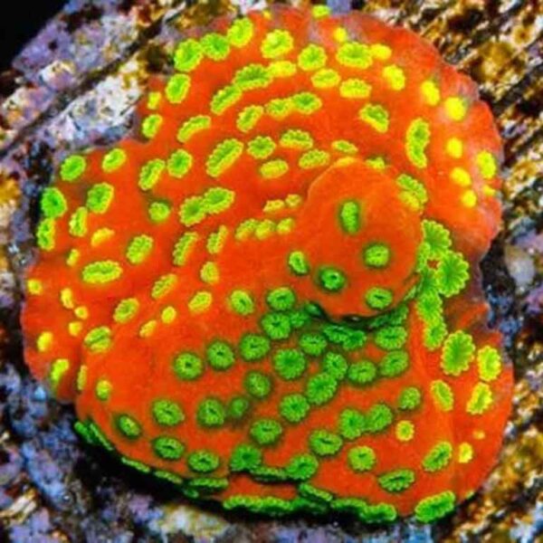 Sunset Montipora is a beautiful orange and green encrusting coral.