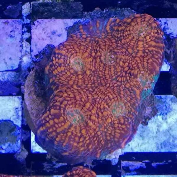 Red Chalices are gorgeous corals with an intricate stripped pattern.