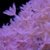 Red Sea Pulsing Xenia, Xenia elongata is a beautiful soft coral, comprising of densely packed, feather-like, star shaped polyps. True to the name, this coral pulses