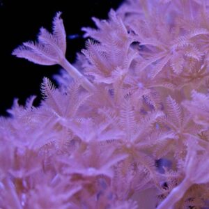 Red Sea Pulsing Xenia, Xenia elongata is a beautiful soft coral, comprising of densely packed, feather-like, star shaped polyps. True to the name, this coral pulses