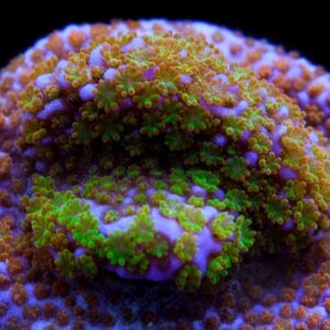 Rainbow Montipora is a beautiful multi-coloured encrusting coral.