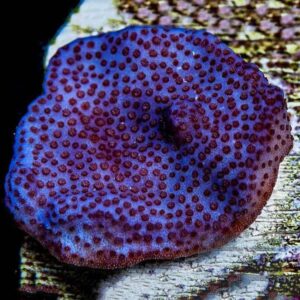 Purple Haze Montipora is a beautiful blue and purple encrusting coral.