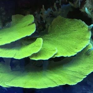 Green Plating Montipora are gorgeous bold green coral plates.