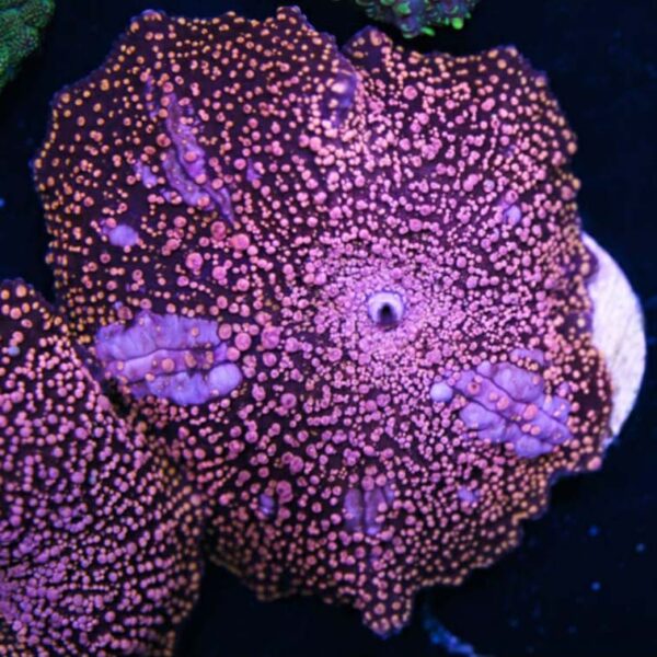 Pink Interstella Discosoma mushrooms
