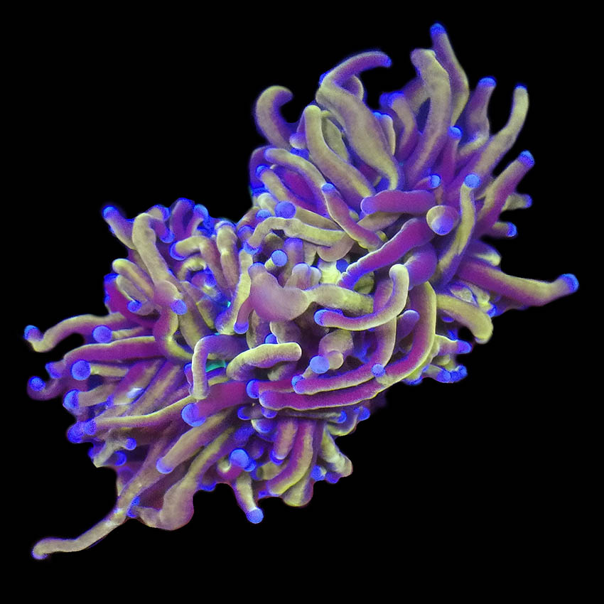 NY Knicks Torch Coral 1 Head Frag Medium · Shop Online at Abyss Aquatic