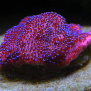 Mystic Sunset Montipora is a beautiful red and blue encrusting coral.