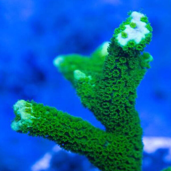 Digitate Montipora are attractive, finger-like branching corals.