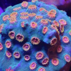 Meteor Shower Cyphastrea, are  amazing encrusting corals.