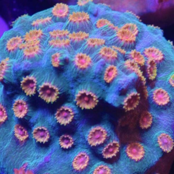 Meteor Shower Cyphastrea, are  amazing encrusting corals.