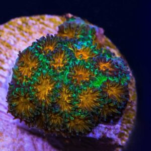 John Deere Leptastrea is a gorgeous encrusting coral.