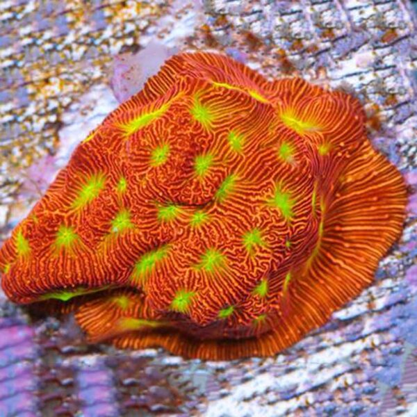 Jack O Lanterns (Leptoseris sp) are fantastic, highly desirable encrusting corals, thanks to their striking fluorescent colours and patterns.