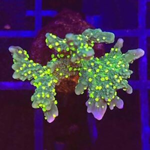 Hirsuta Montipora is exquisite branching coral that take on fascinating shapes.
