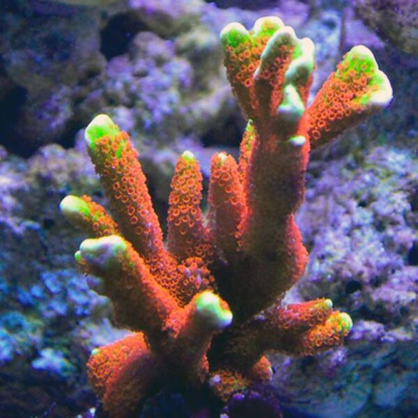 Digitate Montipora are attractive, finger-like branching corals.