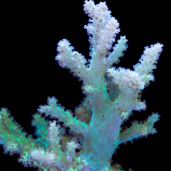 Green Sinularia Finger Leathers are gorgeous corals.