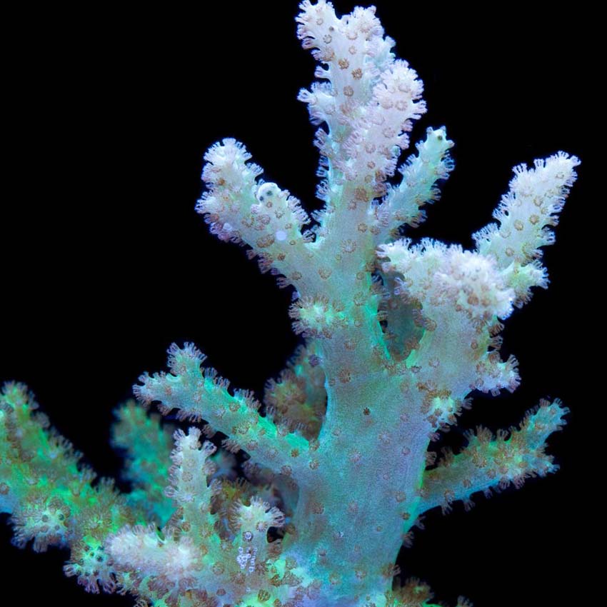 Green Sinularia Finger Leather F2 Pest free promiseAbyss Aquatics UK