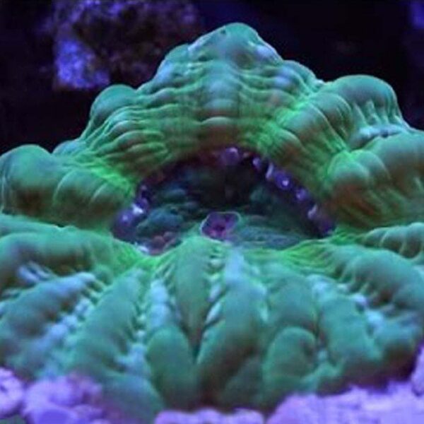 Green Cynarina is a bright and beautiful hard coral.