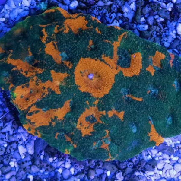orange marble echinata is an attractively patterned coral