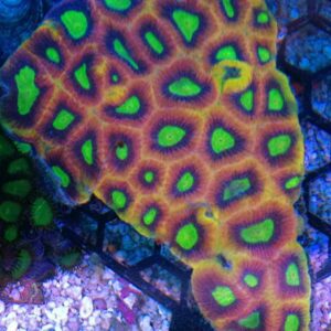 Dragon Soul Favia, Favia species, is a brain coral