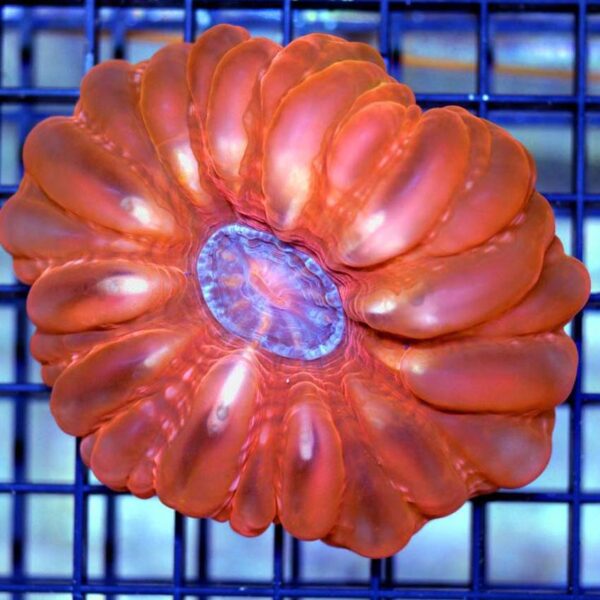 Red Cynarina is a bright and beautiful hard coral.