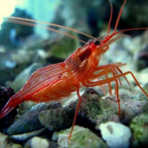 The Peppermint Shrimp, Lysmata wurdemanni, in the aquarium