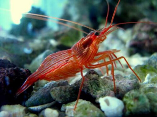 The Peppermint Shrimp, Lysmata wurdemanni, in the aquarium