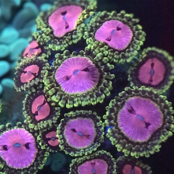 These Pink Diamond Zoanthids have an extraordinarily bright pink face with two dimple spots and a fluorescent yellow skirt