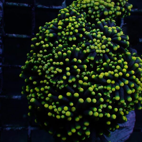 Rasta Torch corals Type One, Euphyllia glabrescens, are magnificent hard corals