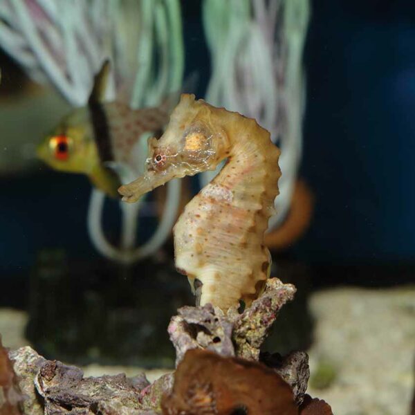 Female Short Nose Seahorses, Hippocampus hippocampus, also go by the name Short Snouted Seahorse.