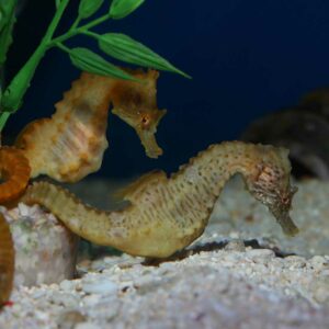 Short Nose Seahorses, Hippocampus hippocampus, also go by the name Short Snouted Seahorse.