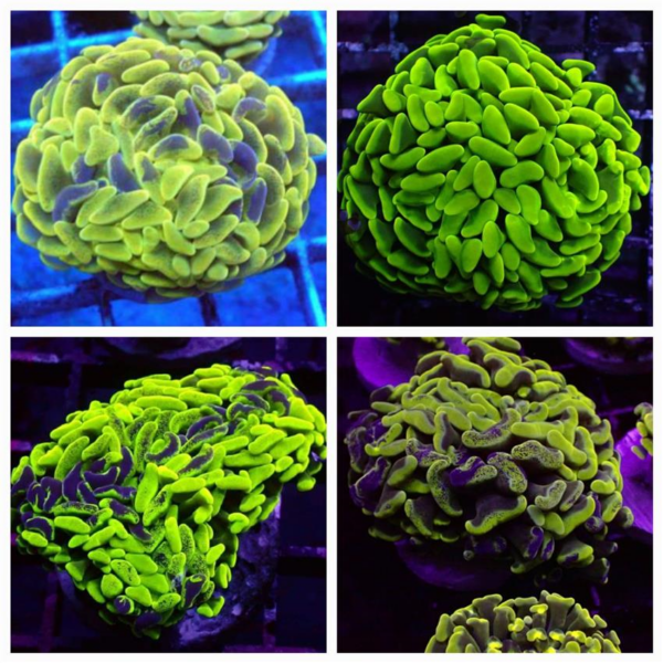 Yellow Branching Hammer, Euphyllia ancora, are magnificent hard corals.