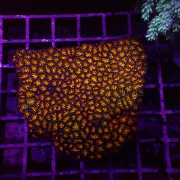 Burning Embers Leptastrea are gorgeous, short tentacled, encrusting corals.