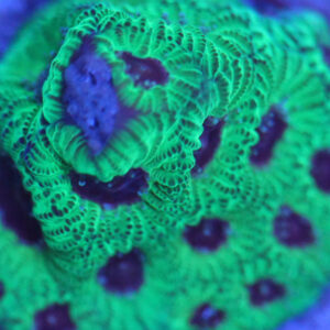 Green Blue Eye Favia is a beautiful brain coral.