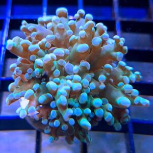 green branching frogspawn