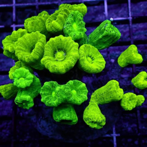 green candy cane coral