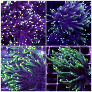 Green Tip Torches, Euphyllia glabrescens, are magnificent hard corals that are an interesting and colourful coral to keep.