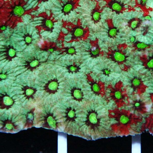 green war coral is a beautiful coral