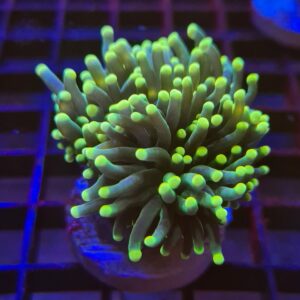 Green Yellow Tip Torches, Euphyllia glabrescens, are magnificent hard corals