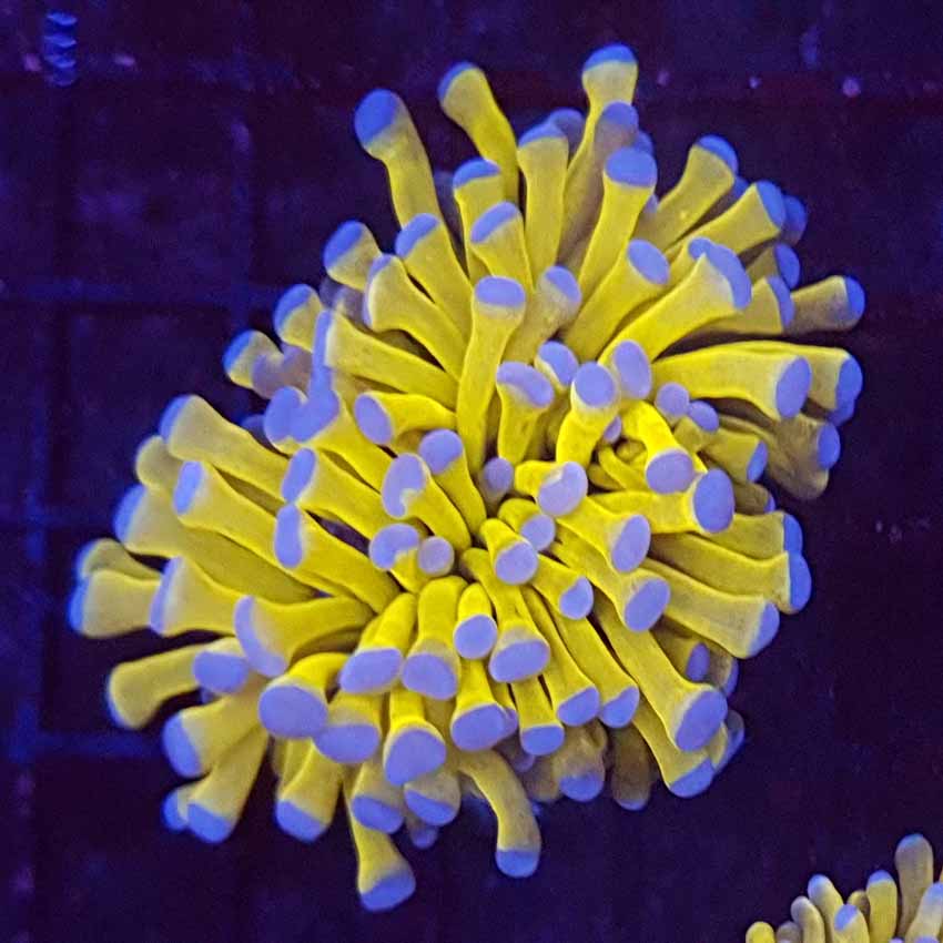24k Australian Gold Torch F23 Pest Free Promiseabyss Aquatics Uk