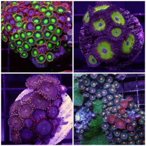 Assorted Zoanthid, or Assorted Zoa, are gorgeous, highly sought after soft corals thanks to their brilliant colour.