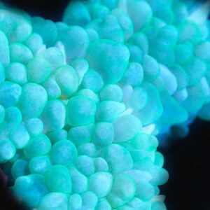 Green Pearl Bubble Coral
