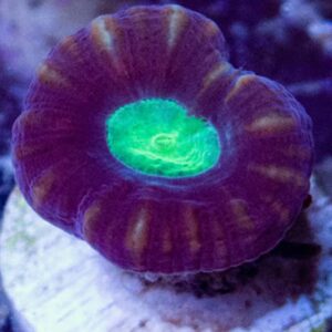 Purple Green Centre Candy Canes are fascinating corals.