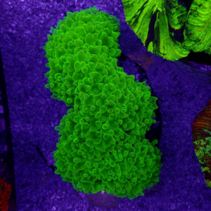 Green Pearl Bubble Corals are a type of large polyp stony (LPS) coral, typically from the genus Plerogyra.