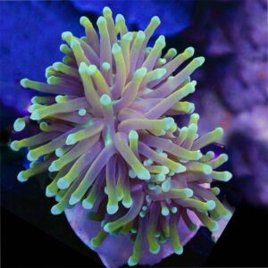 Indonesian gold torch coral