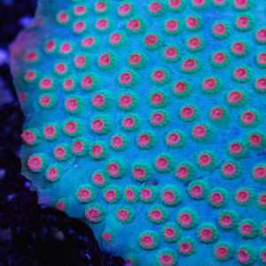 jingle bell cyphastrea are beautiful corals