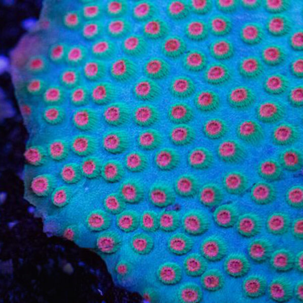 jingle bell cyphastrea